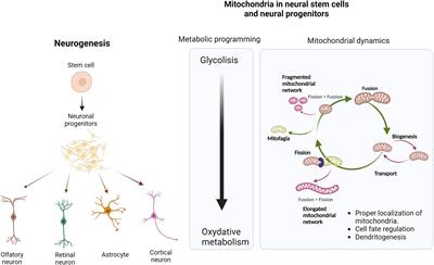 Brain organoid as a model to study the role of mitochondria in neurodevelopmental disorders: achievements and weaknesses